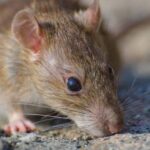 República Dominicana registra un aumento de los casos de leptospirosis durante este año 2026