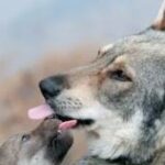 Pastora sobrevive ataque de lobo en Grecia tras luchar diez minutos