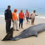Mesoplodon aparece muerto a la orilla de playa Grande