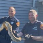 Culebra de 8 pies sorprendió a familia en Nueva Jersey